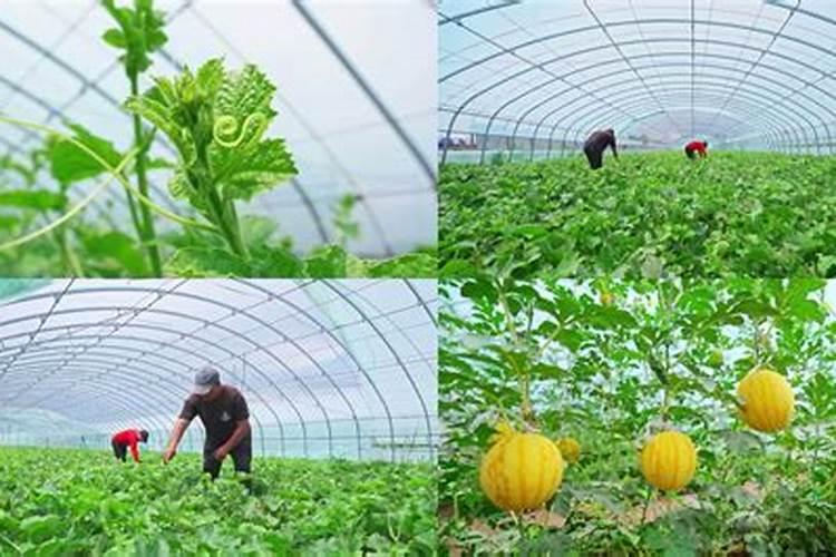 大棚西瓜怎么种