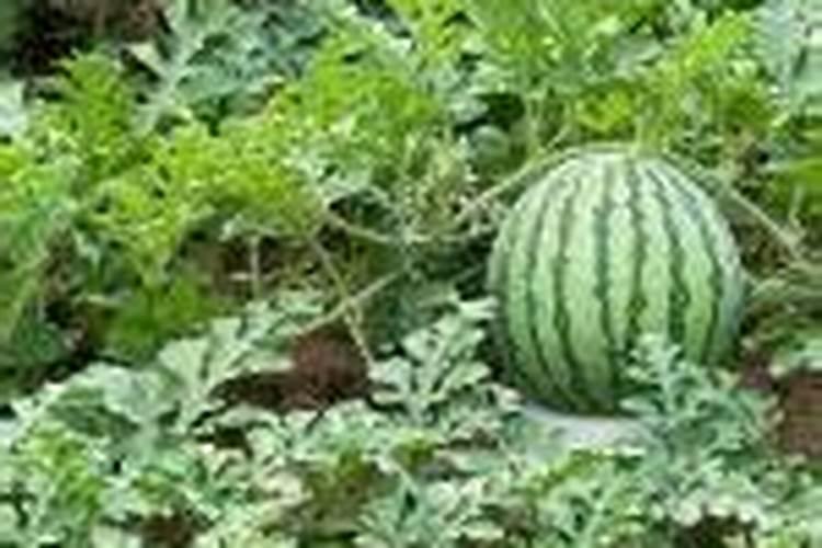 西瓜需肥规律与施肥技术