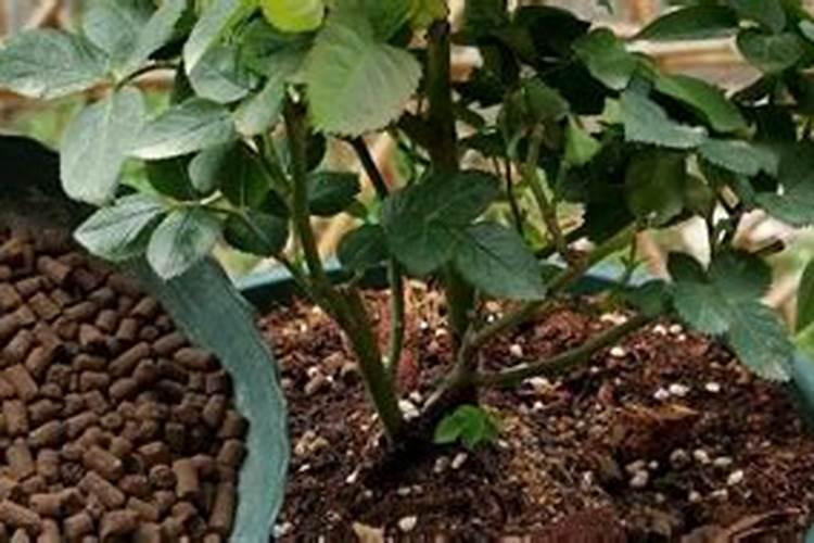 盆栽玫瑰花在花苗期可以施肥吗？