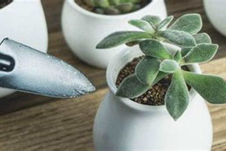 绿萝用尿素施肥好吗