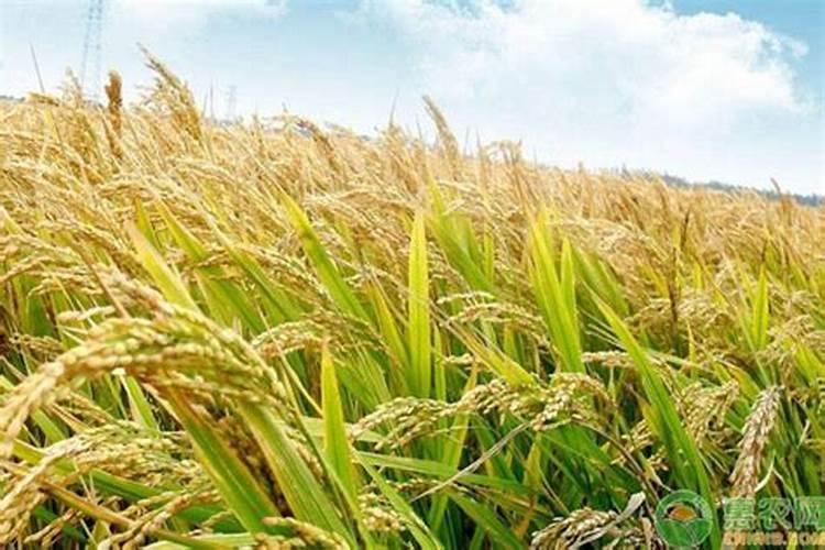 水稻哪个牌子的复合肥最好