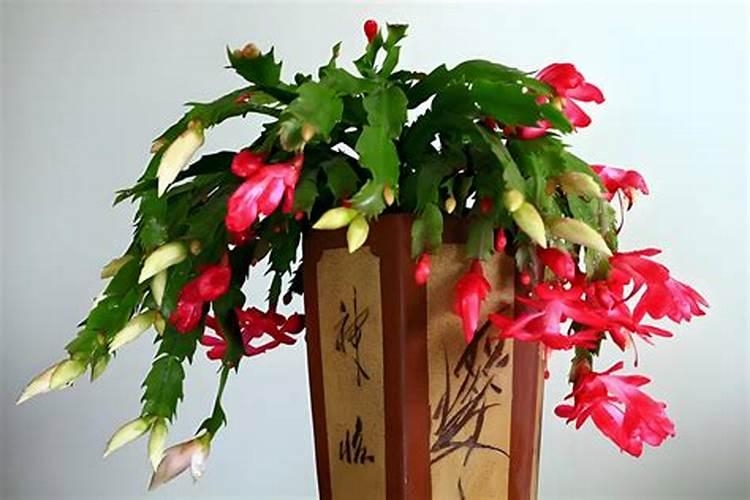 蟹爪兰怎么施肥,蟹爪兰什么时候施肥好