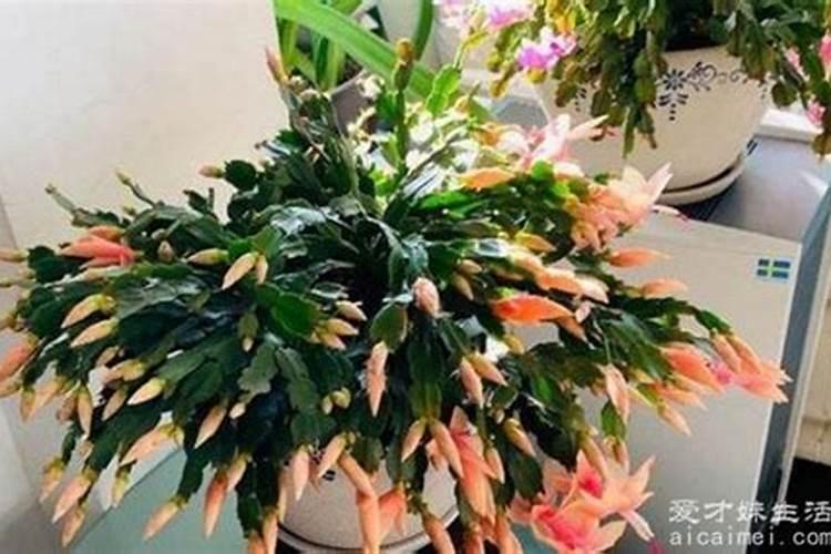 蟹爪兰怎么施肥