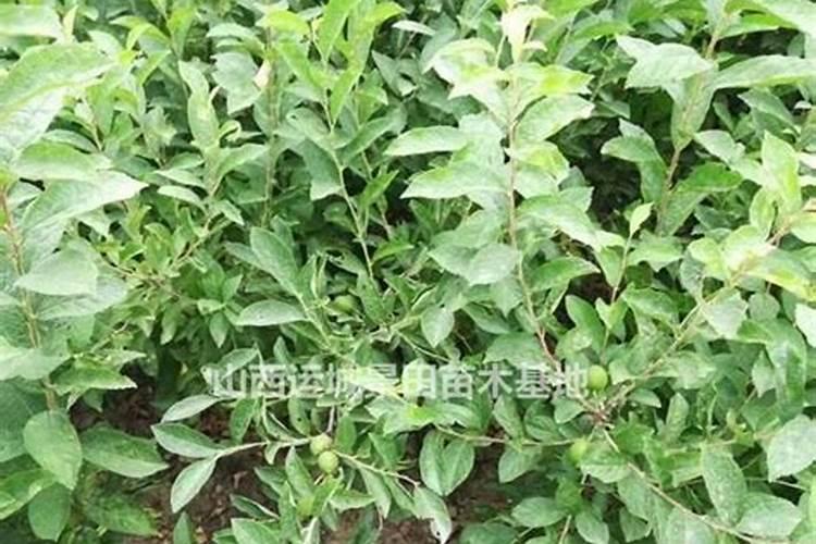西红柿要浇什么肥料