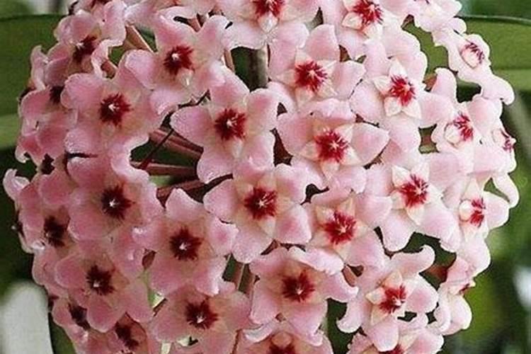 球兰用什么肥料