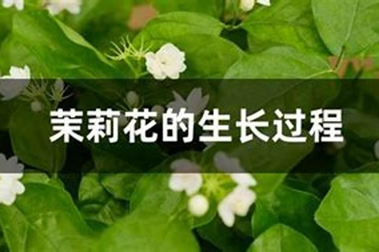 蔬菜用什么复合肥好