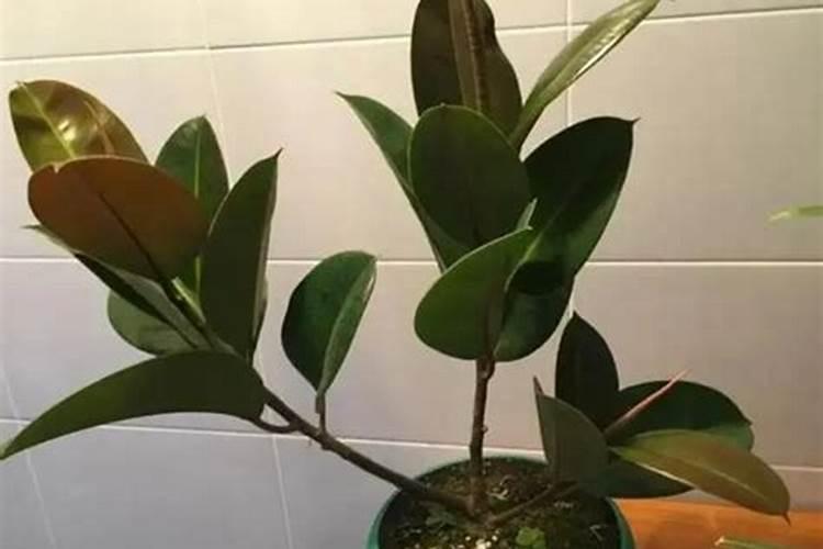 橡皮树施什么肥 需要注意什么问题