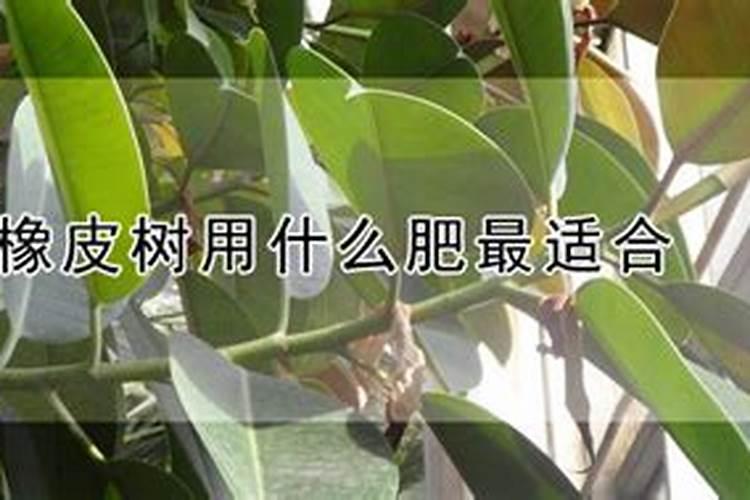 橡皮树施什么肥料比较好？