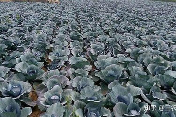 甘蓝用什么肥包心快,附种植方法