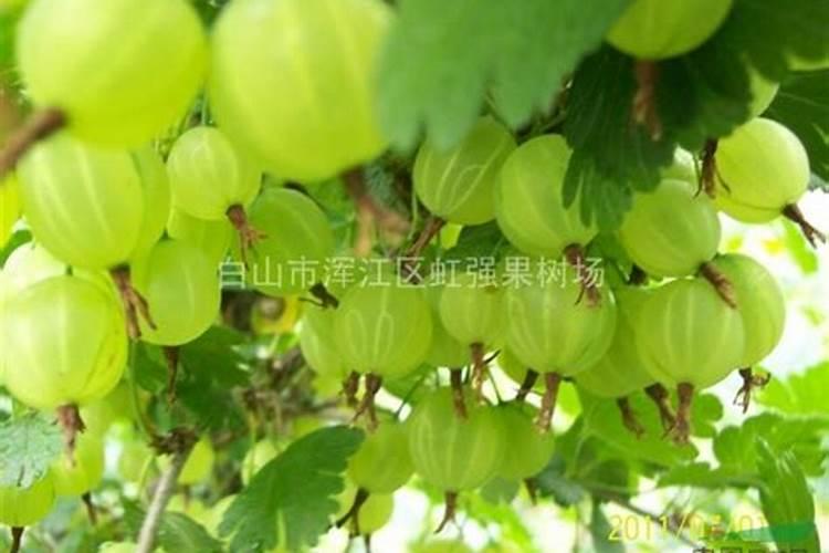 用什么肥料能使沙糖桔早熟