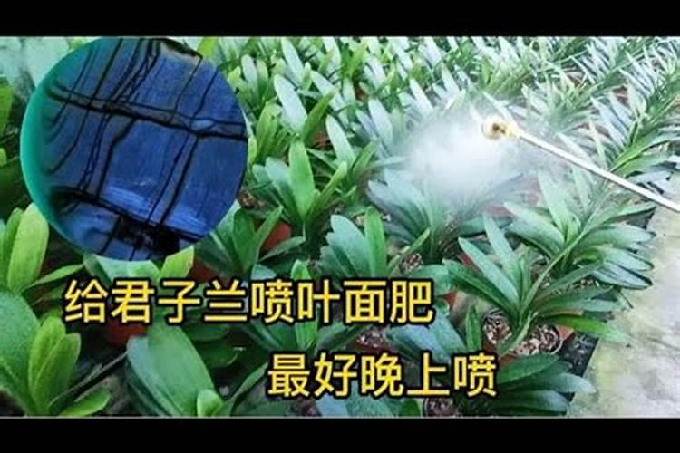 君子兰喷叶面肥都有哪些讲究