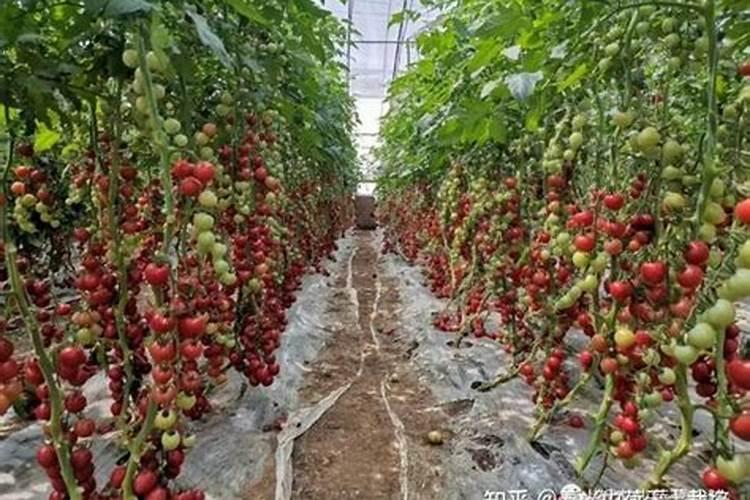 西红柿颜色不发亮,是打叶子的问题吗？怎样提高亮度