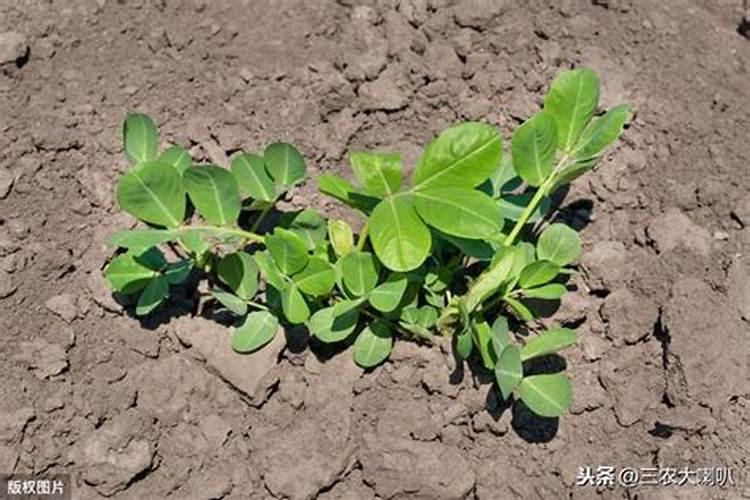 种植花生亩施多少复合肥最合适