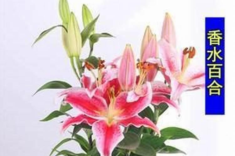 百合花怎么养 窍门有哪些