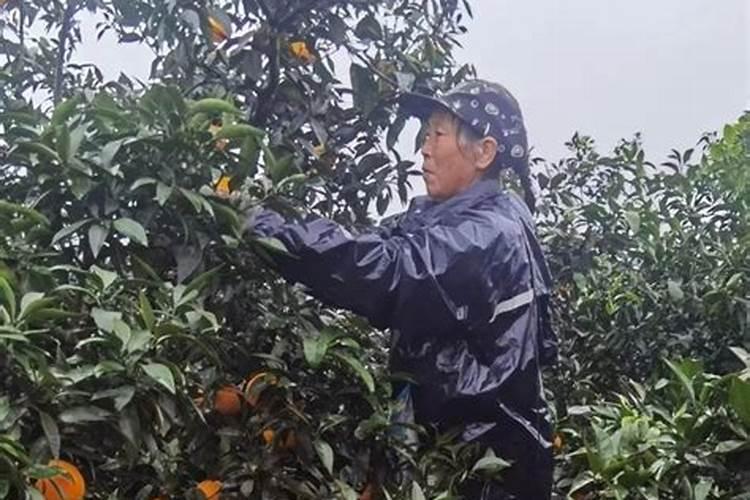 爱媛橙种植技术是什么