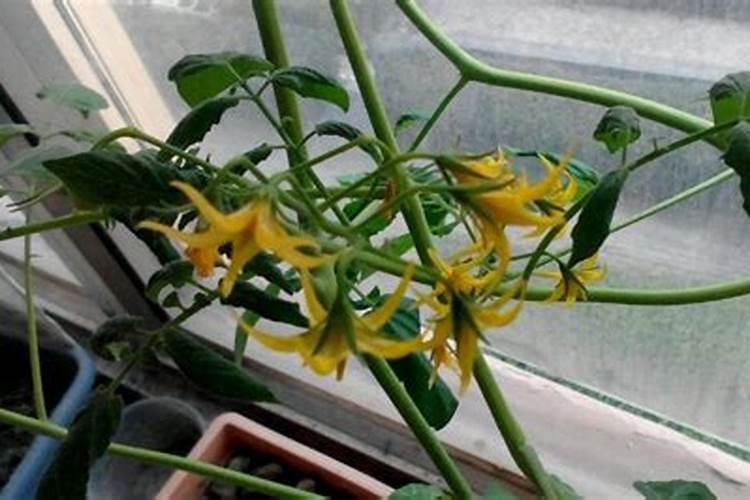 番茄结果期施什么肥好,如何施肥