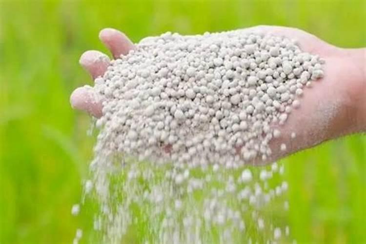 果树缺钙用什么肥料最适合(果树需补什么钙肥最好)