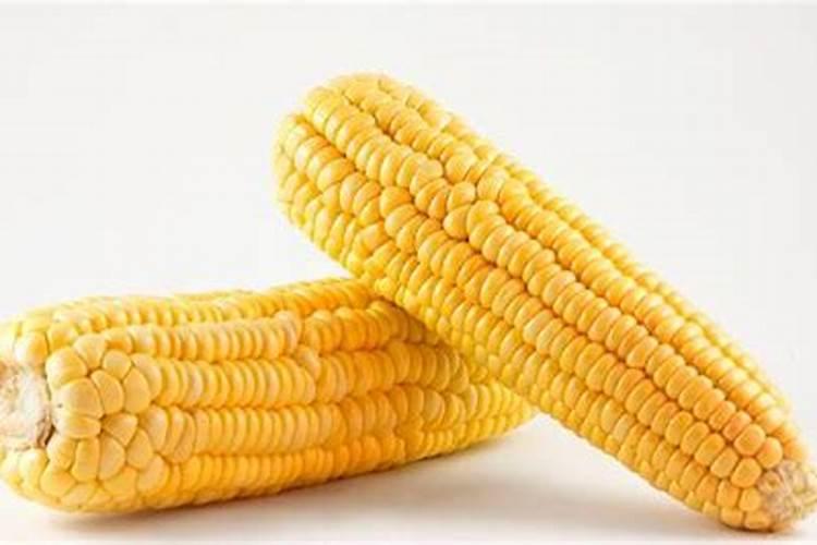 种植玉米时,需要施几次肥？一株玉米施多少呢？