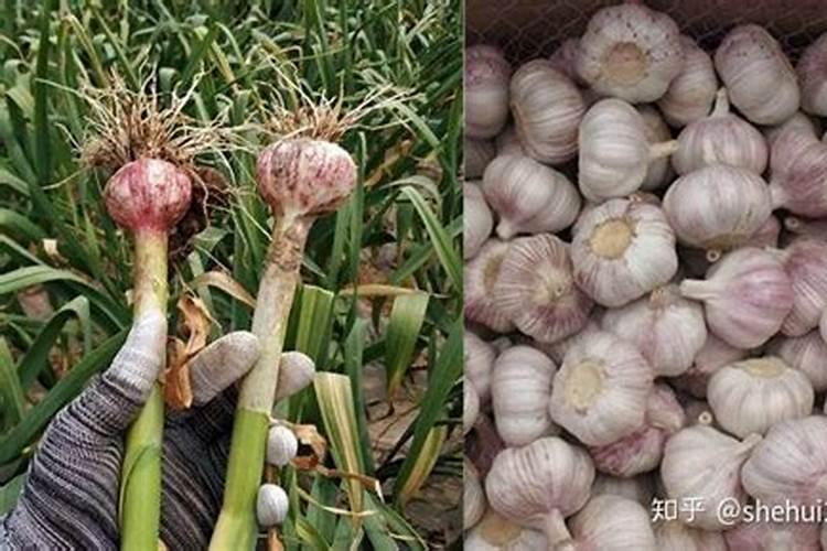 大蒜施什么肥蒜头大