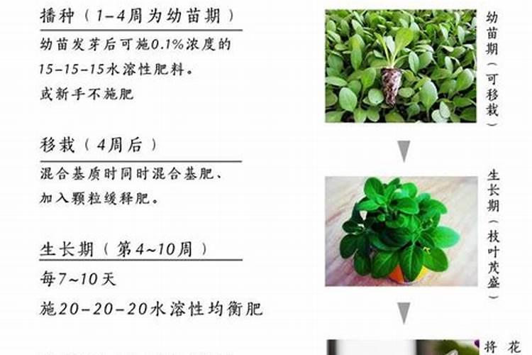 那个季节入桉树肥料好