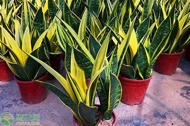 盆栽虎皮兰用什么比例的氮磷钾复合肥料好