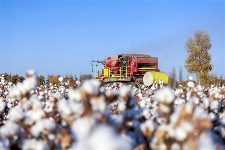 连作烟田,烟草青枯病为何发生严重