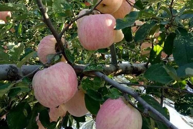 化肥中的硅含量元素对种植大豆有什么好处