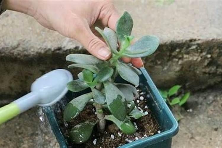 小青菜刚出苗几天怎么施肥