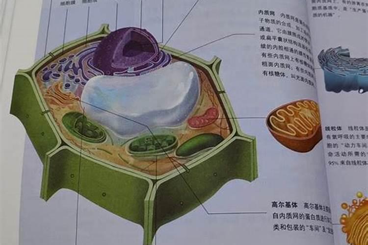 袁氏酶叶面肥有效果吗