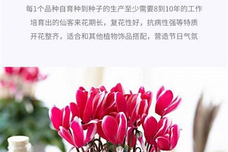 辣椒重茬田用什么肥料最好？