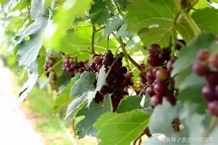 芒果施肥用什么肥料好呢
