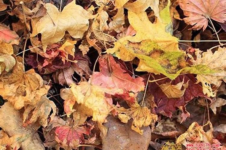 绿植掉落的叶子可以让它烂在土里当肥料吗？