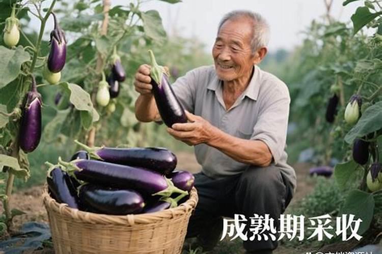 茄子施什么肥好