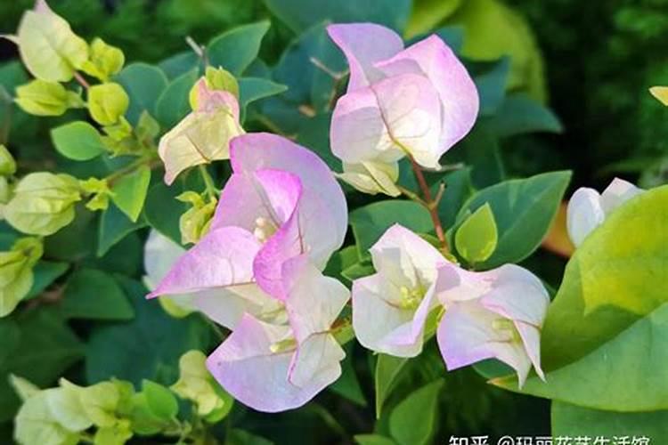 冬天,三角梅什么吋候给花喷药最好