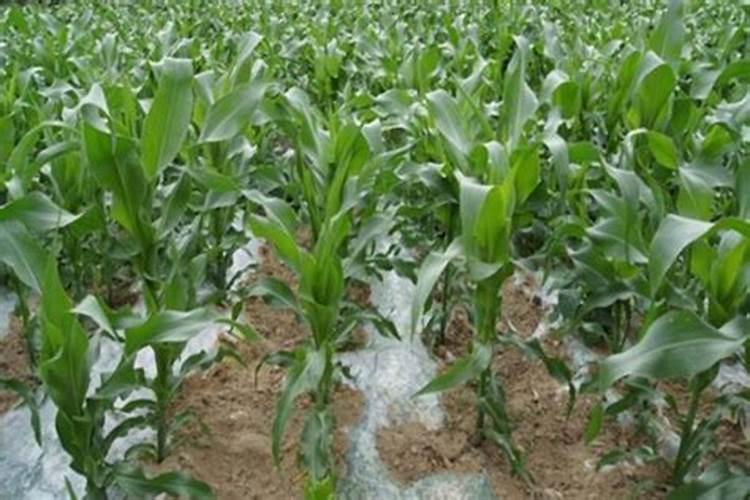 玉米追肥的正确方法