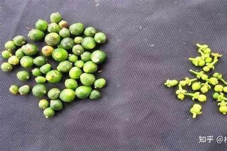 李子树苗怎么施肥!(下)