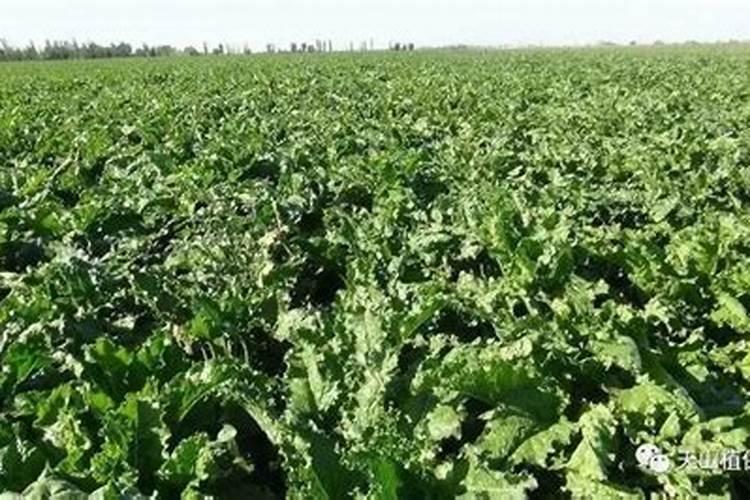 晋开牌小麦专用底肥47%含量的多少钱