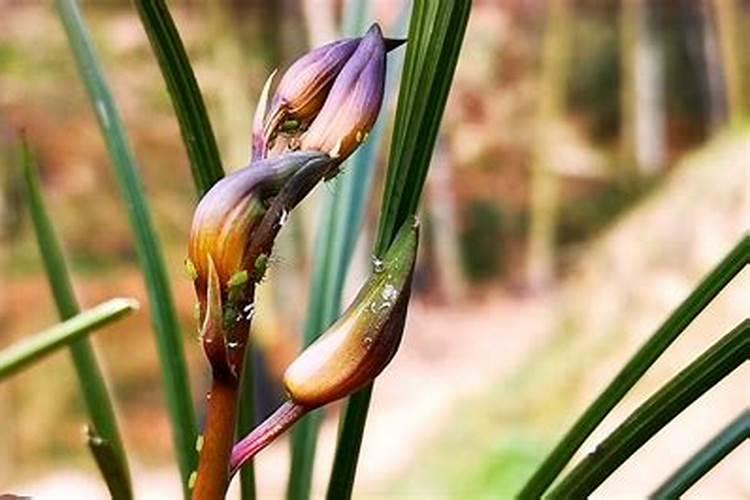 兰花有花苞后要施花多多2号吗(怎样使用花多多1号)