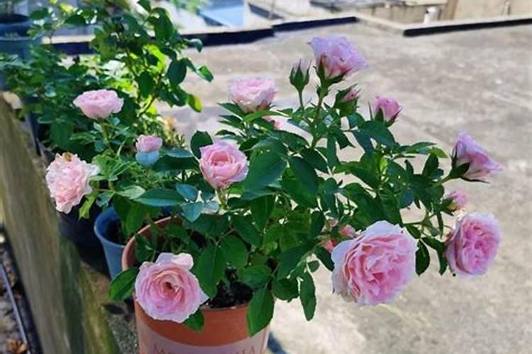 月季花秋天怎么养