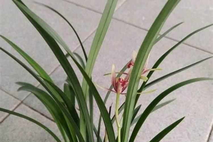 兰花出花苞后该如何浇水和施肥,怎么养护