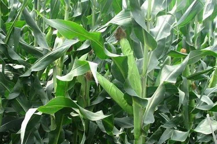 稻黄金叶面肥对水稻效果好吗