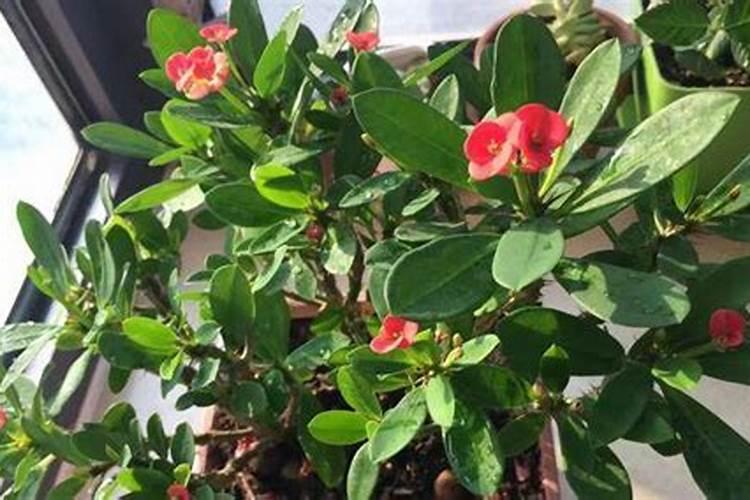 怎么才能让虎刺梅分层生长并且开花多？