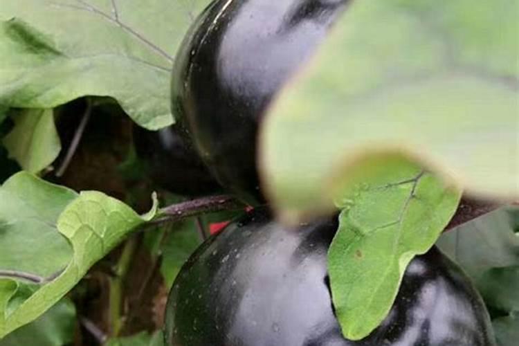 立秋后冷棚茄子用沾花吗？