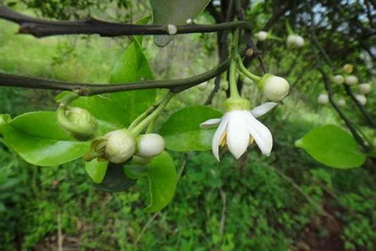 想要提高柚子的座果率,都该掌握哪些管理技巧？