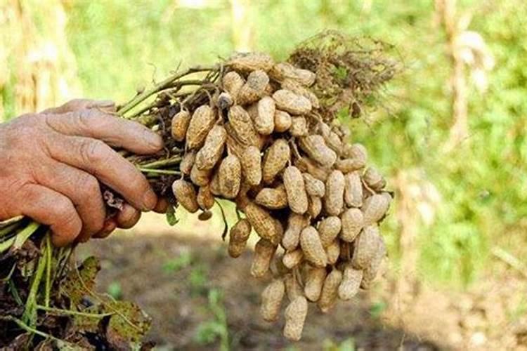 种植花生,如何施用钾和钙？