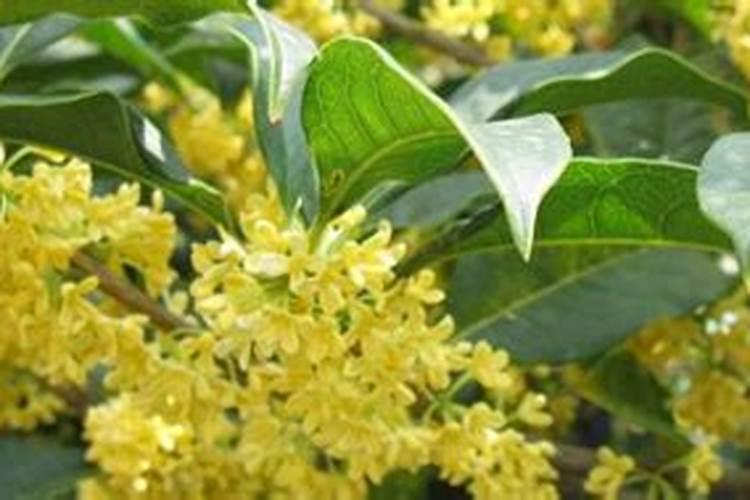 芸苔素的基本信息