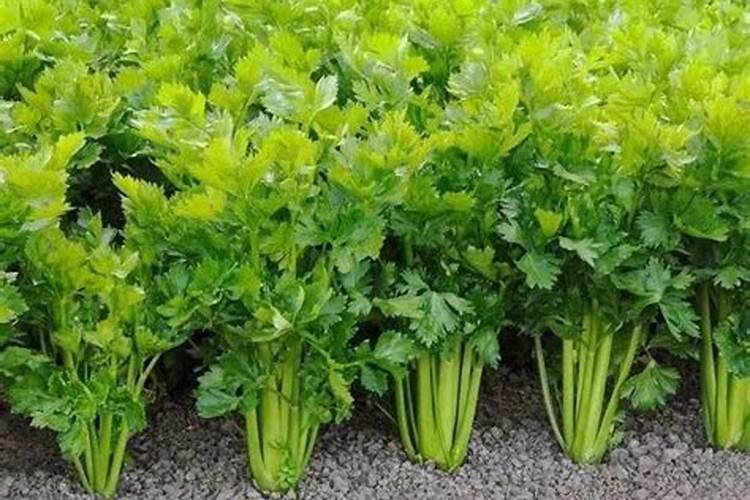 芹菜后期冲什么肥料好