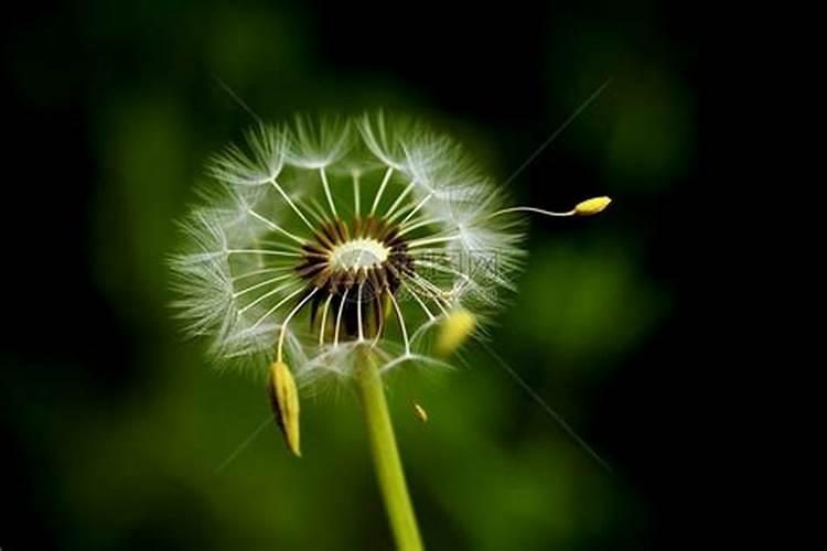 蒲公英施什么肥