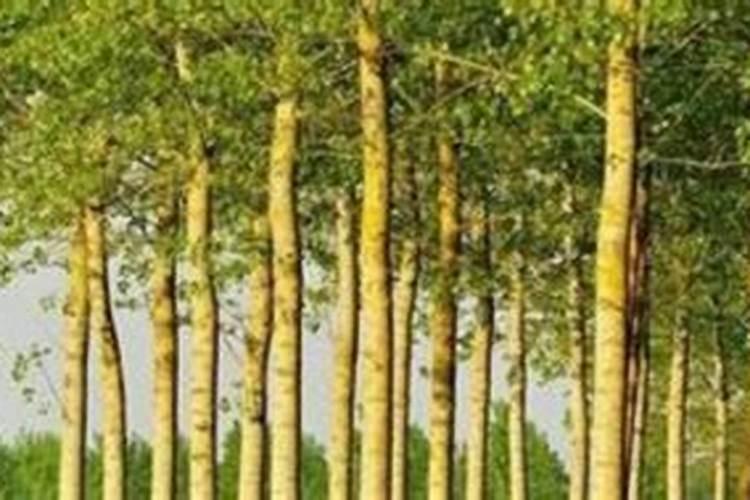 速生杨什么时候喷施叶面肥最好？