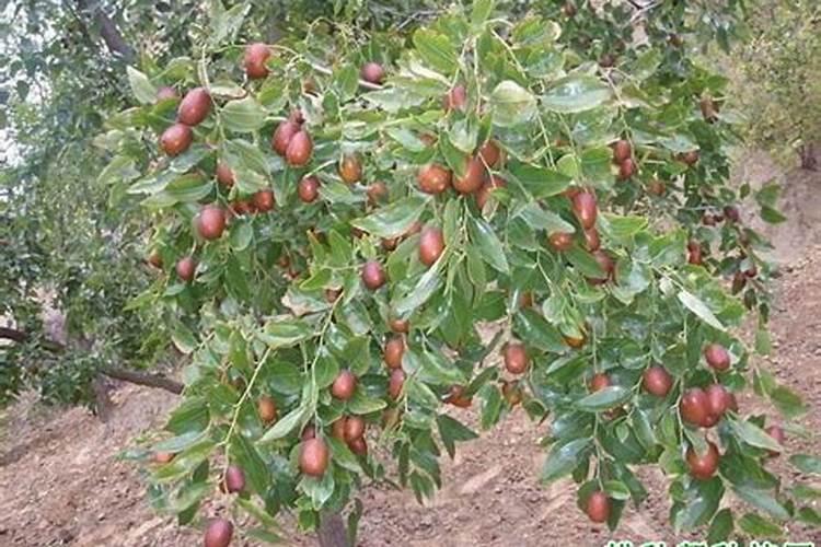 冬枣秋入冬前施什么肥料能使枣树明